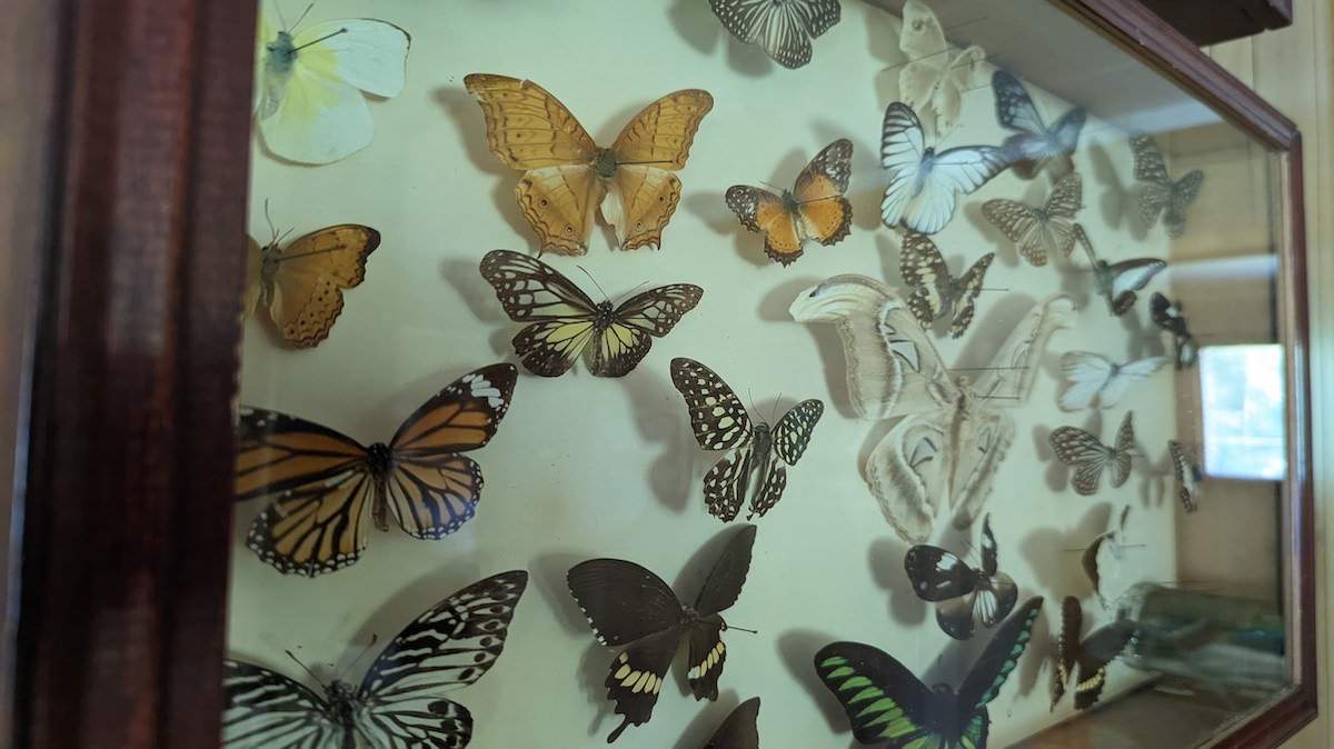 close up of many butterflies pinned for display in a glass case