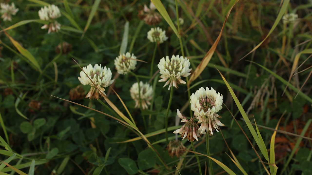 close up of clover flowers in a field